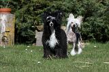 CHIEN NU CHINOIS 014